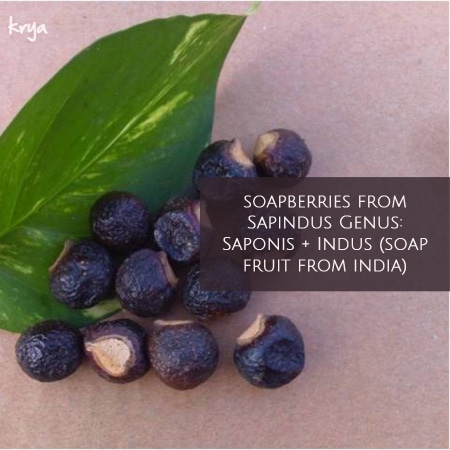 an introduction to soapberries: soap fruits from india