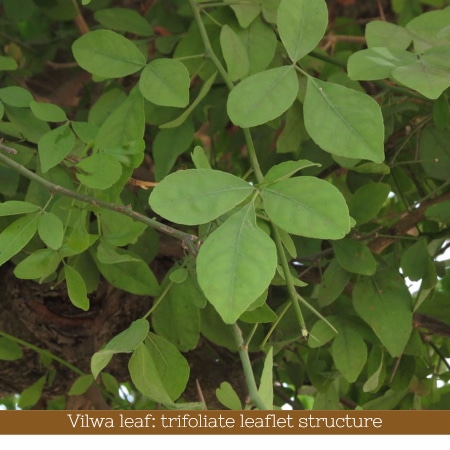 benefits of bael - trifoliate leaf structure