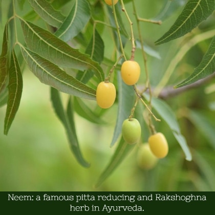 benefits of vacha : neem is a famous rakshoghna herb
