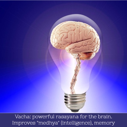 benefits of vacha - strongly promotes medhya