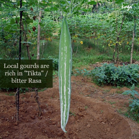 Local gourds are naturally rich in Tikta rasa