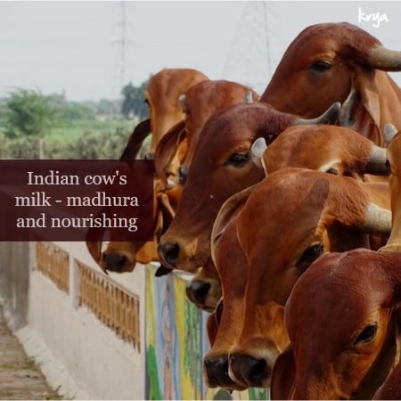 Indian cow's milk is nourishing and sweet in taste
