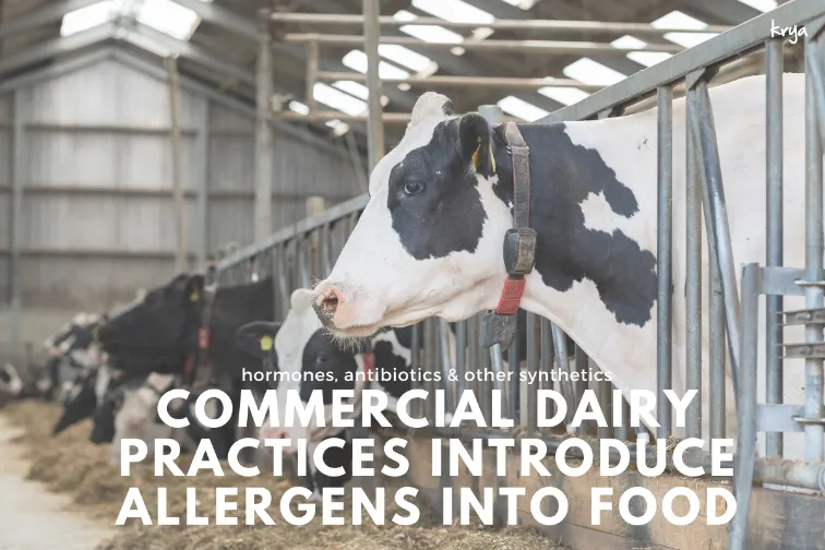 Commercial dairy products introduce hormones, steroids and other potential allergens into the body
