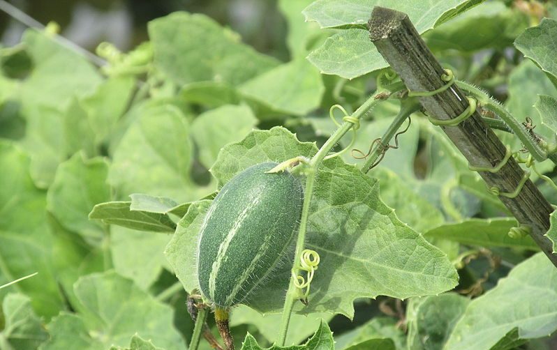 Gourds in Ayurveda