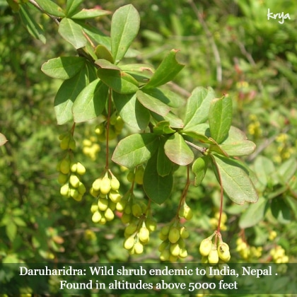 Daruharidra is a wild shrub endemic to the Indian sub continent found in high altitudes