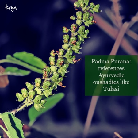 Tulasi and other ayurvedic herbs are referenced in Padma purana