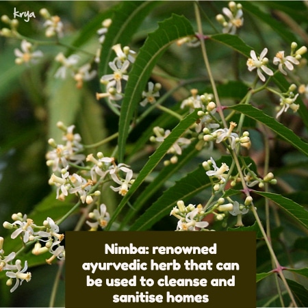 Neem is an excellent ayurvedic cleansing herb