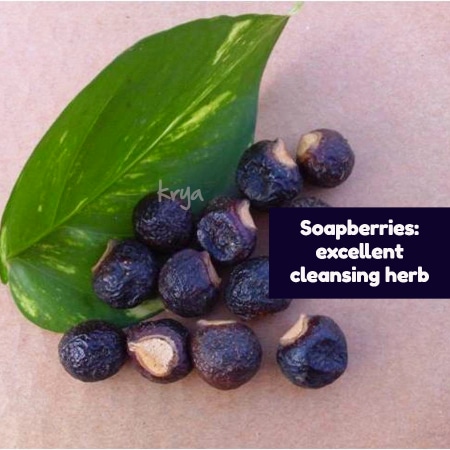 Cleaning homes naturally - soapberry the versatile herb 