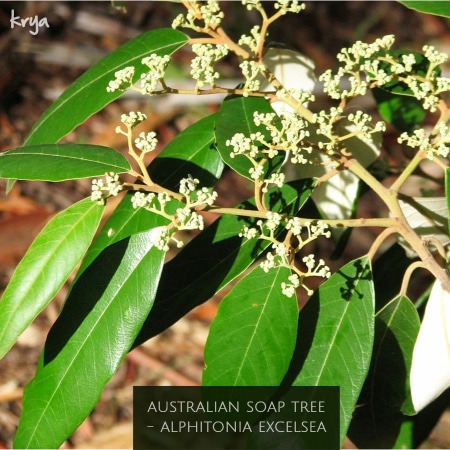 australian soap tree - rich in saponins