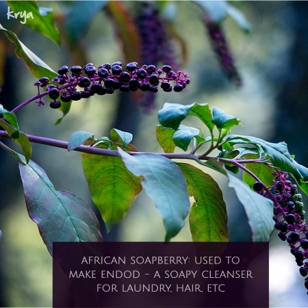 the african soapberry used to make endodo - a detergent and shampoo substitute