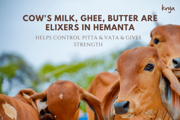 Hemanta ritu must be rich, hearty and with good fats