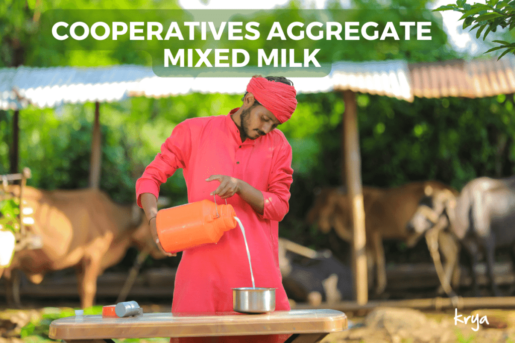 In India cooperatives follow a mixed model where they aggregate milk from different sources