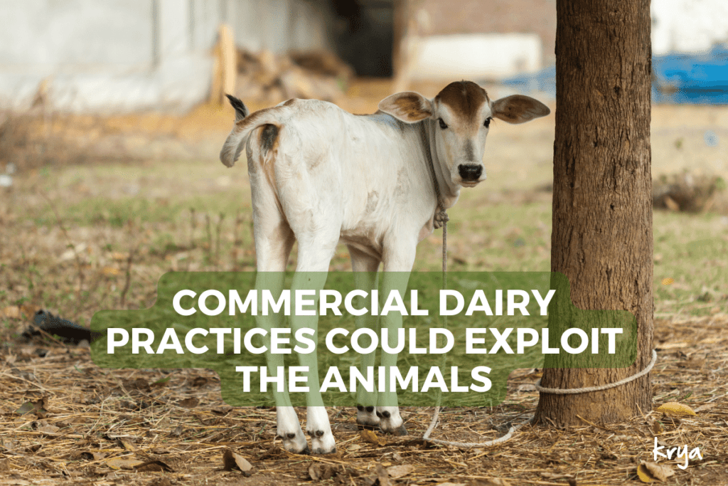 Commercial dairy practices could end up exploiting cattle