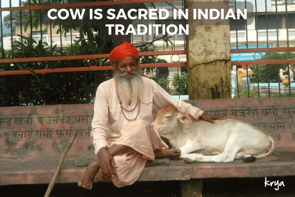 The Cow is worshipped as "Mata" i Indian tradition.
