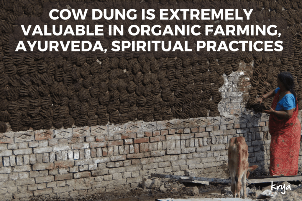 The offerings of a Cow including Dung and Mutra are extremely valuable in traditional medicine, farming and all dharmic practices.
