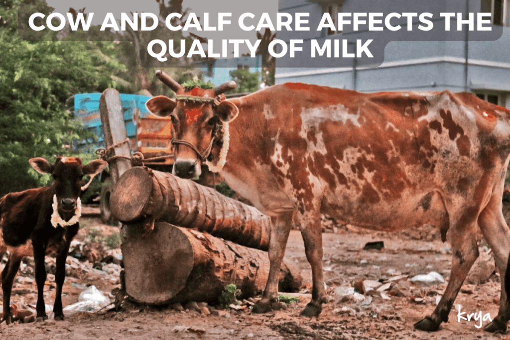 Only when the cow and calves are well looked after do we get good quality, karmically pure milk