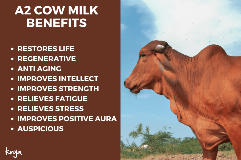 a2 cow milk benefits - huge number of benefits accrue from health and mental well being